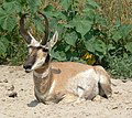 Male Pronghorn (Antilocapra americana)