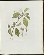 Prunus avium - Pl0226 - FloraBatava-KB-v03.jpg