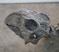 Skull of the Psittacosaurus mongoliensis holotype