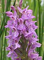 Dactylorhiza praetermissa