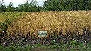 Thumbnail for File:Triticum compactum.jpg