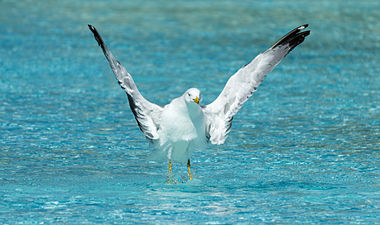 Yellow-legged gull, outside L'Hemisfèric