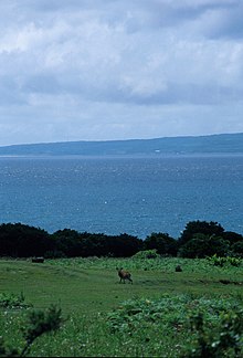 マゲシカのオスとその後方に見える種子島