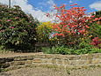 Blühende Rhododendren in Rathen