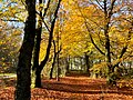 boswachterij Gieten-Borger