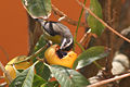 bird eating fruit