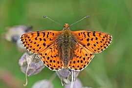 Balkan fritillary (Boloria graeca balcanica) Bulgaria