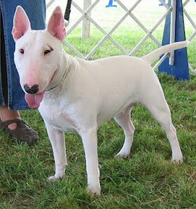 Un Bull terrier