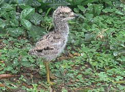 A five day old chick