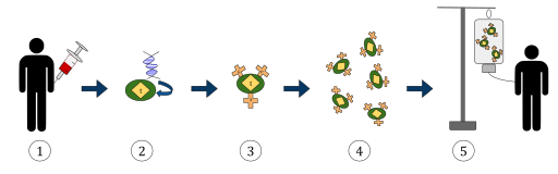 CAR T-cell Therapy.svg