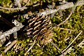 * Nomination Cone of Scots Pine (Pinus sylvestris), Hartelholz, Munich, Germany --Poco a poco 13:01, 9 June 2012 (UTC) * Promotion Unusual perspective and technical quality is fine. --NorbertNagel 19:14, 10 June 2012 (UTC)