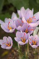 Crocus pallasii (H)