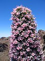 10.3.09 Echium wildpretii auf La Palma