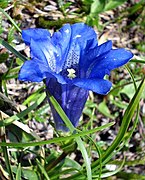 Gentiana clusii