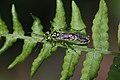 Platz 6: Hasoruh - Grüne Blattwespe (Rhogogaster viridis) im FFH-Gebiet Östliche Chiemgauer Alpen