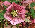 22 Helleborus orientalis. Lenteroos 04 uploaded by Famberhorst, nominated by Famberhorst