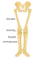 Human leg bones (in తెలుగు)