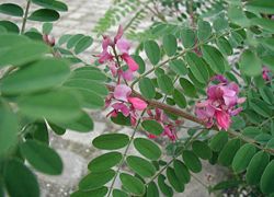 Indigofera gerardiana.