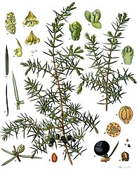 Juniperus communis L.