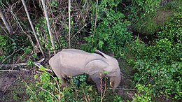 Afrikinis miškinis dramblys (Loxodonta cyclotis)