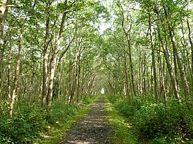 Im Inselwald von Langeoog