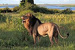 Thumbnail for File:Lion (Panthera leo) old male Chobe.jpg