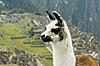 Lama at Machu Picchu