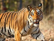 Tiger sighted in Nagzira Wildlife Sanctuary