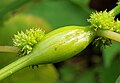 False nettle stem gall caused by gall midge Neolasioptera boehmeriae (Cecidomyiidae)