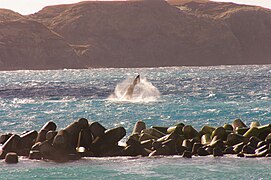 North Pacific Right Whale, Niijima, March 2, 2011 by Aramusha E.jpg