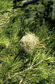 Foliage with nest of Thaumetopoea pityocampa (low resolution)