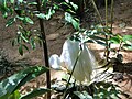 Great egret