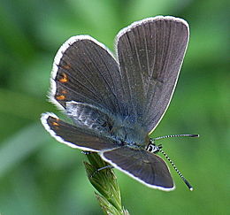 Baltajuostis melsvys (Eumedonia eumedon)