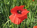 Common poppy