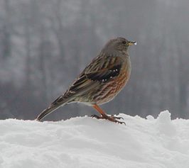 Alpenheggenmus