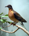 Stuffed passenger pigeon Ectopistes migratorius, Bird Gallery, Royal Ontario Museum, Toronto.