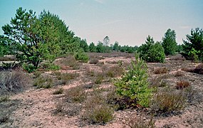 Reicherskreuzer Heide 05.jpg