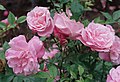 Bengalka 'Old Blush' (sin. 'Old Blush China', 'Bishop Pompallier's Rose')