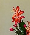 Schlumbergera, Lidcactus. Bloeiende kamerplant.