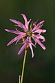 Lychnis fleur de coucou, diamètre 3 à 4 cm, couverte de la rosée du matin. Juin 2021.