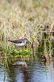 100 Solitary sandpiper in swamps uploaded by JakubFrys, nominated by JakubFrys