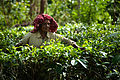 Tea crops gathering process. Bogawantalawa Valley. Sri Lanka-2