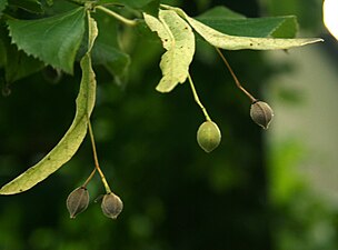 Fruto de Tilia platyphyllos, con las brácteas soldadas a los pedúnculos.