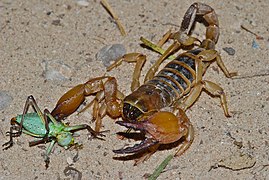 Scorpion tricolore Opistophthalmus wahlbergii en mars 2012.