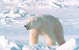 Baltasis lokys (Ursus maritimus)