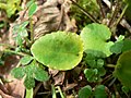 Viola sempervirens