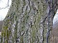 bark of an old tree