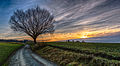 Einzelner Baum auf dem Feld in Neusäß gegenüber Am Kobelgraben 12