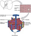 Anatomía microscópica do fígado