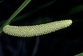 Kalmus (Acorus calamus)